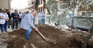 BARIŞIN TEMELLERİNİN ATILDIĞI MEYDANA BARIŞIN SİMGESİ ZEYTİN AĞACI DİKİLDİ