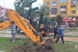 Asırlık zeytin ağacı yeni toprağıyla buluştu