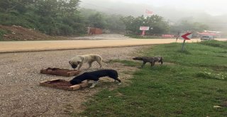 Osmangaziden Sokak Hayvanlarına Şefkat Eli