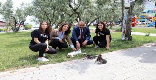 Mudanya'da Sokak Hayvanları İçin 'Mamamatik'