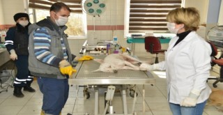 9 bin 915 sokak hayvanın bakım ve tedavileri yapıldı