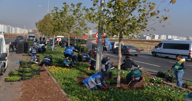 1 milyon 500 bin kışlık mevsimlik çiçek dikiliyor